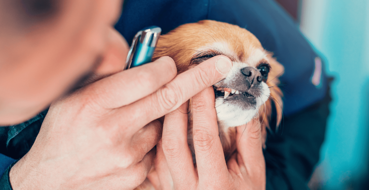 Baltimore, MD 21224 Veterinary Services Charm City VH