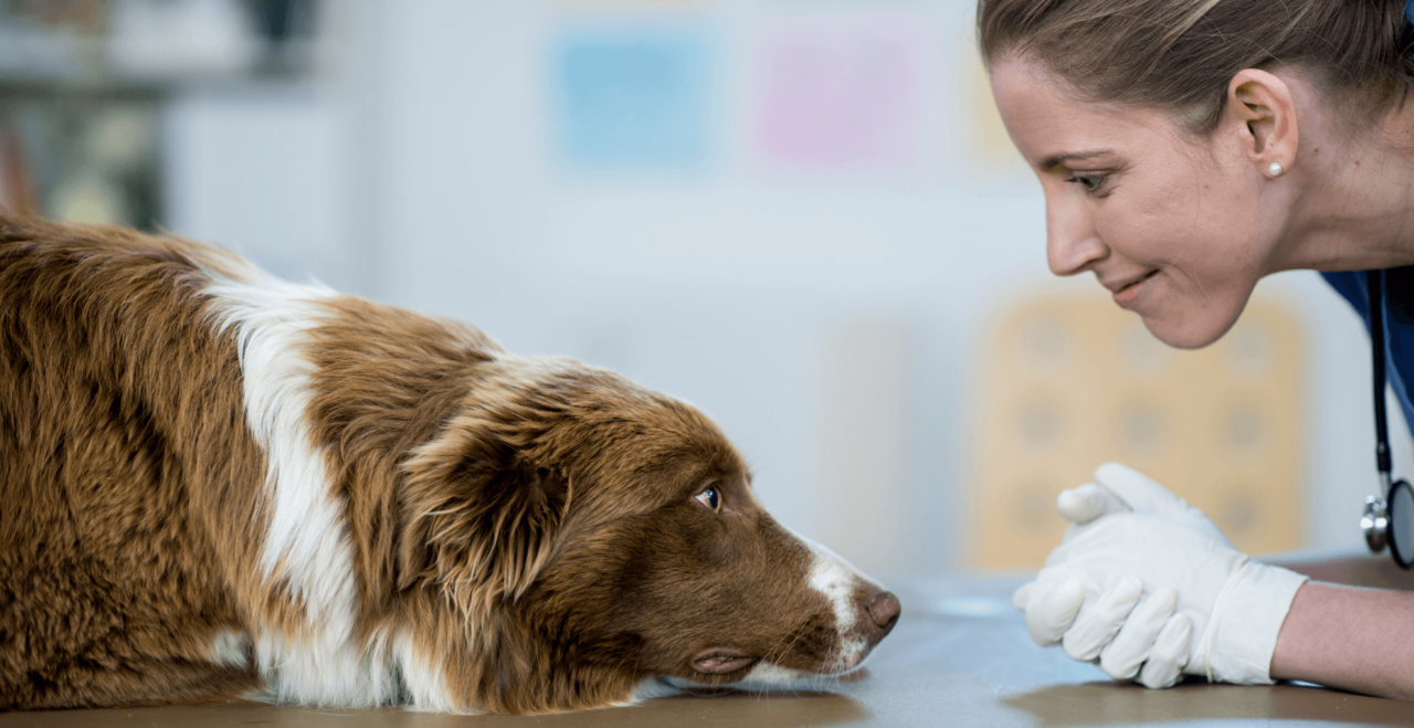 Baltimore, MD 21224 Veterinary Services Charm City VH