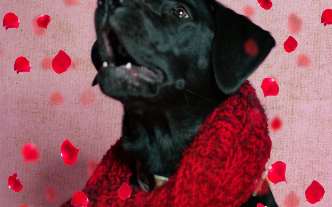 Happy Hearts: Fun Ideas for Celebrating Valentine’s Day With Your Pet In & Around Baltimore, MD
