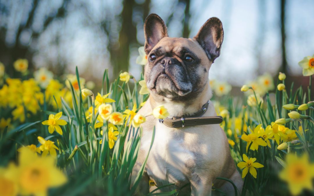 Spring in Baltimore: Keeping Your Furry Friend Healthy and Happy This Spring