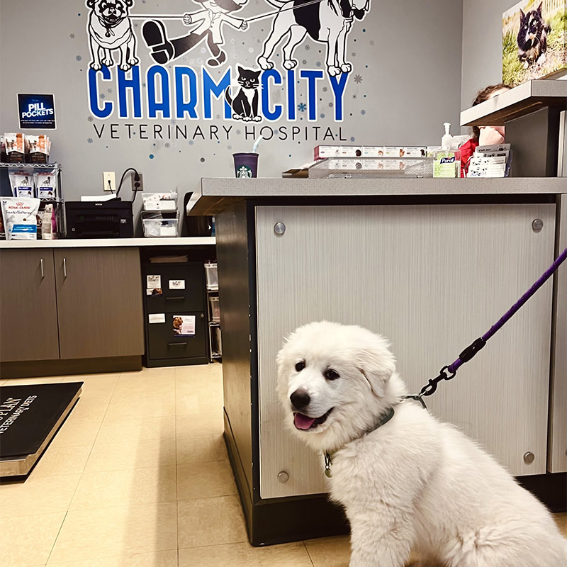 dog on leash in the hospital