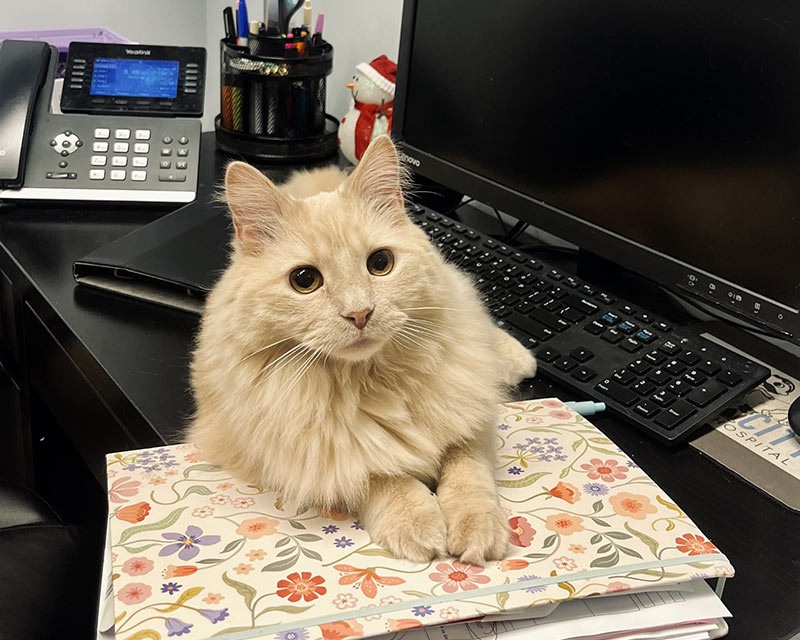 fluffy-cat-sitting-on-desk-800x640-1 dog food in lab
