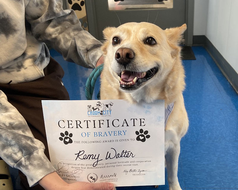 happy-dog-receiving-bravery-award-800x640-1 dog food in lab