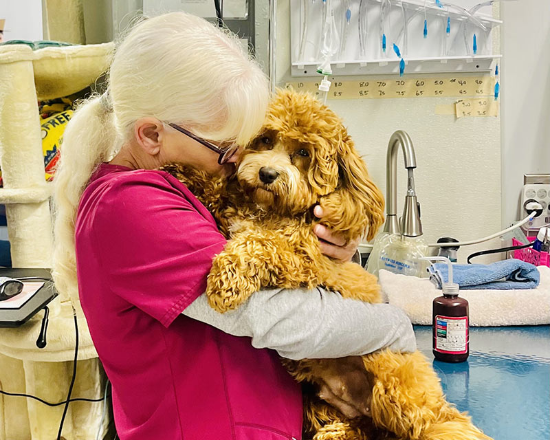 veterinary-team-member-hugging-dog-800x640-1 dog food in lab