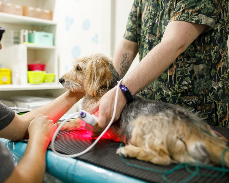 Dog having laser therapy Dog having laser therapy