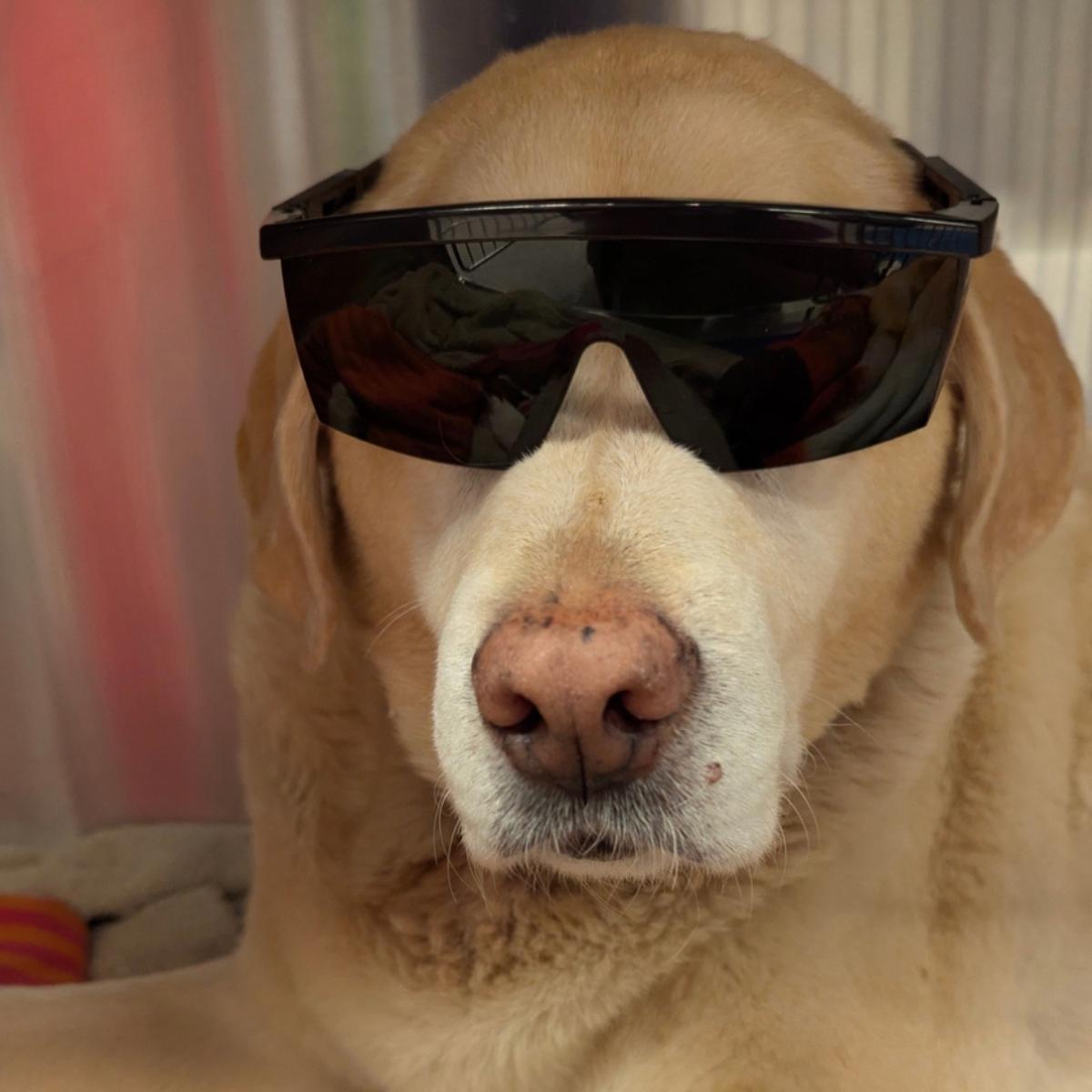 dog wearing laser therapy sunglasses