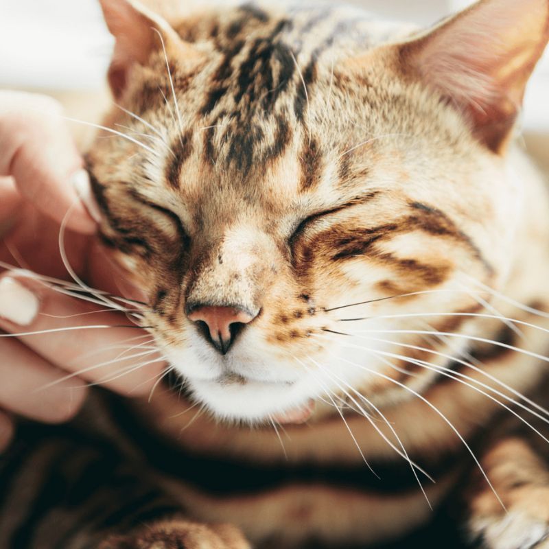 A person affectionately touching a cat