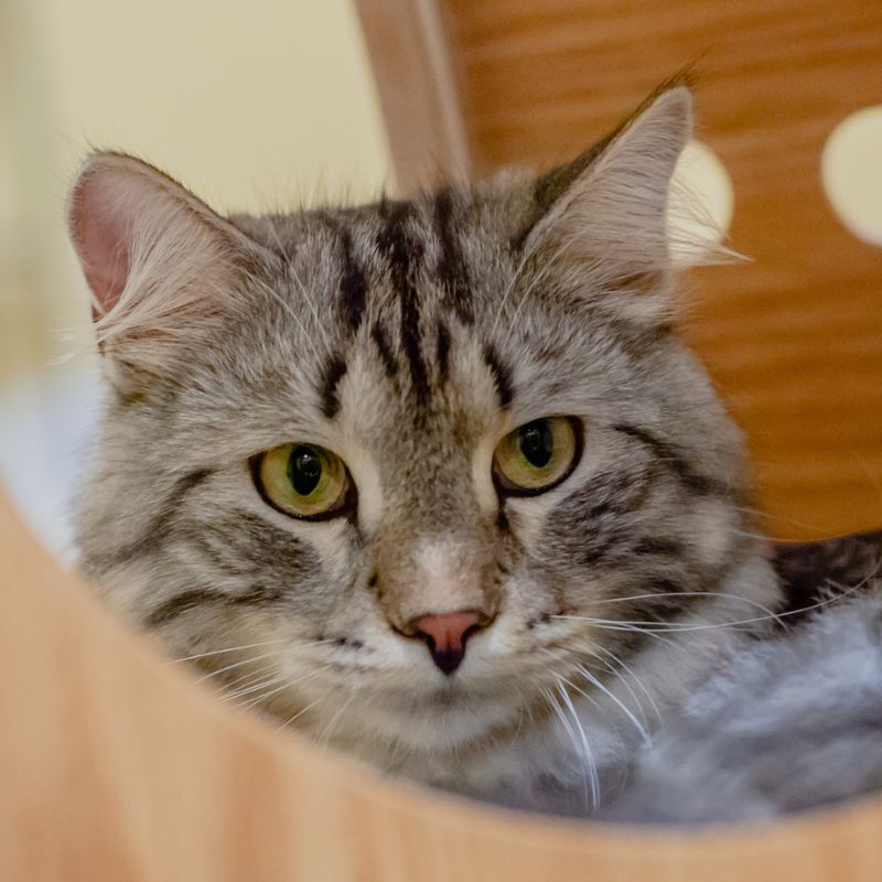 close up image of a cat