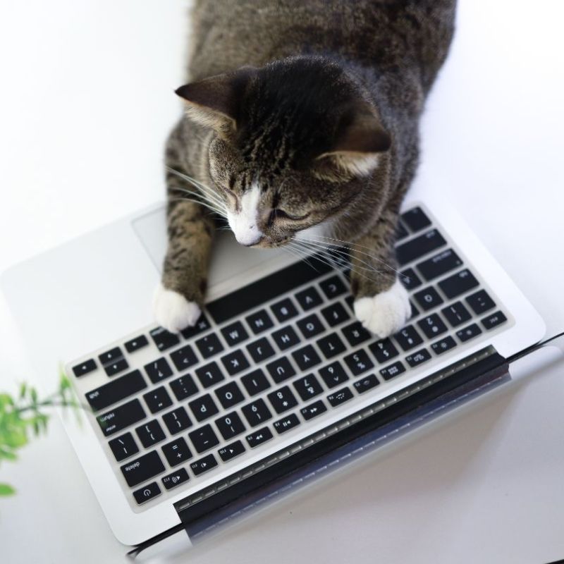 Cat playing with a laptop