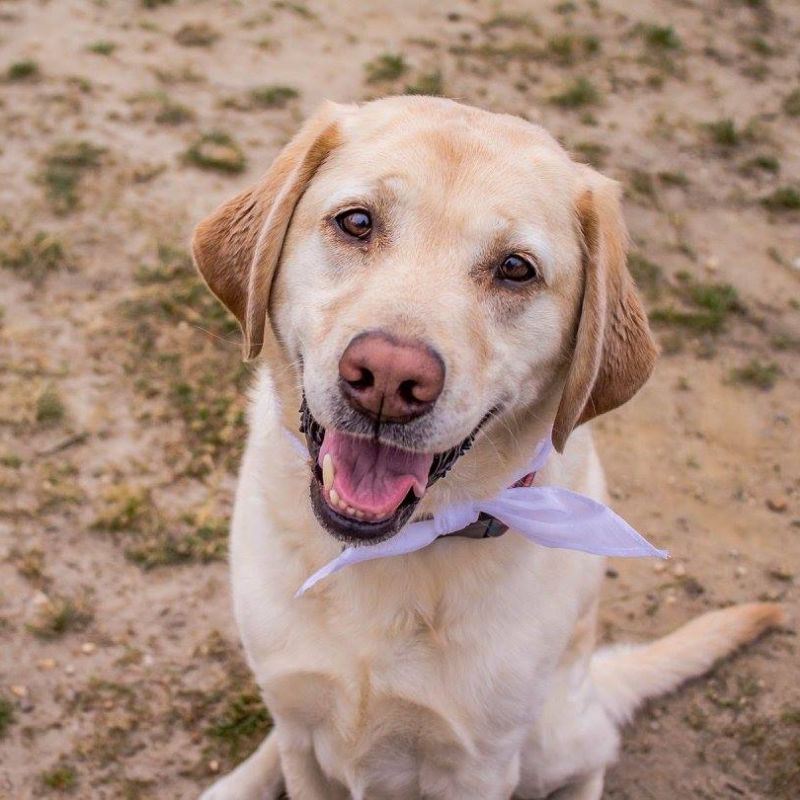 A happy dog outdoors