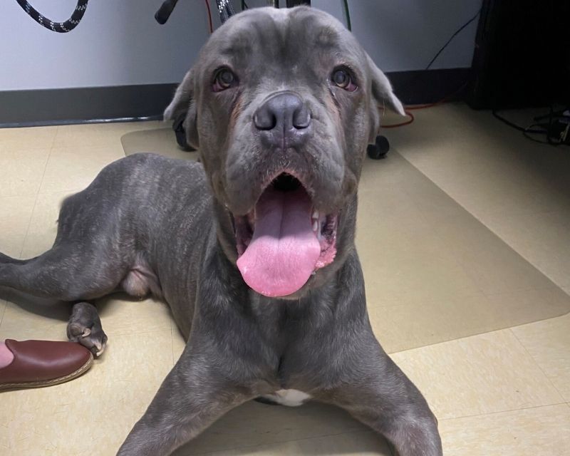 A dog lying on the floor
