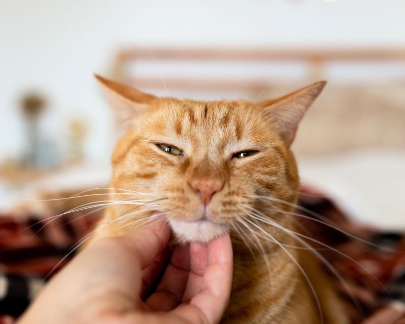 orange-cat-having-chin-scratched-800x640-1 Dog Winnie sitting on the floor