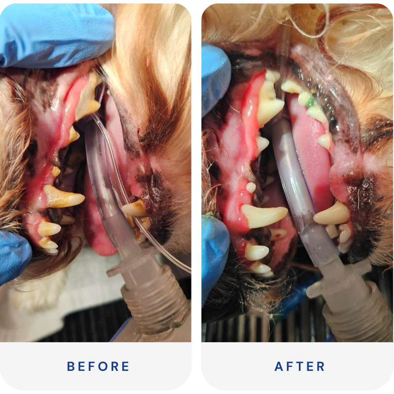 pet dental care before and after image