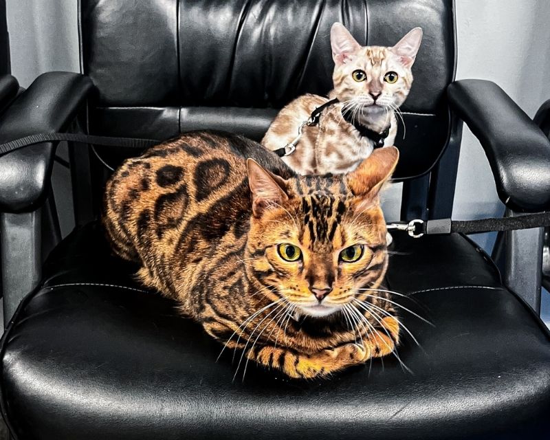 pet diagnostic service image2 two cats on a chair