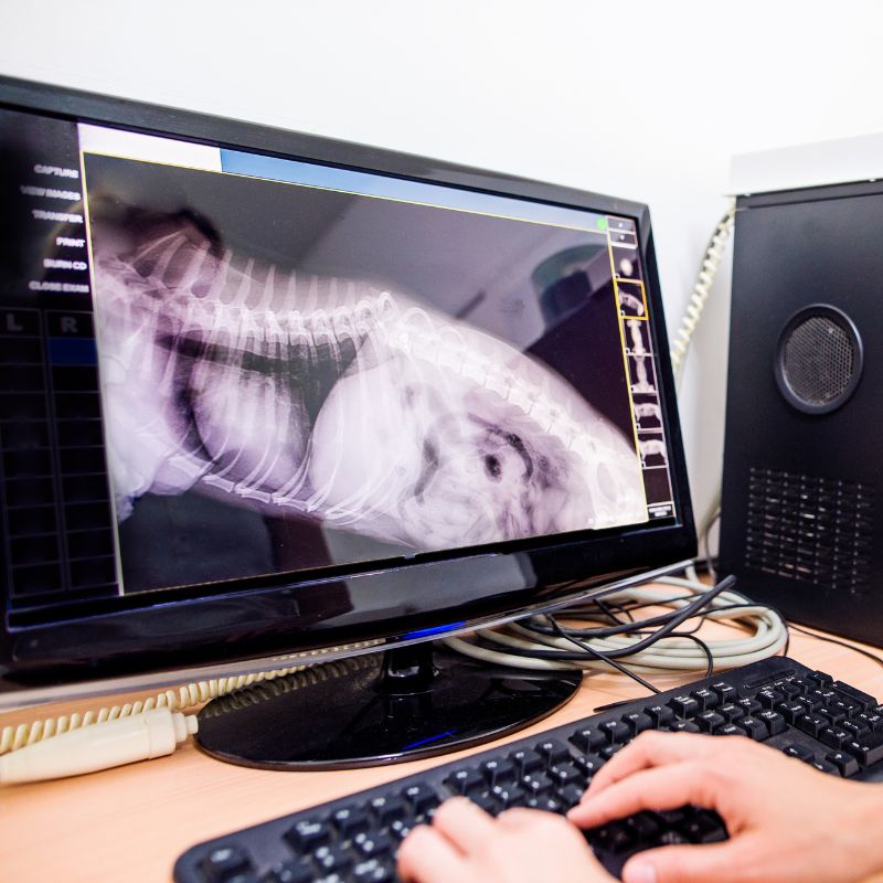 pet digital x-ray vet examining the x-ray of a dog