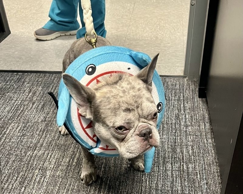 pet surgery service image6 A dog playfully wearing a shark costume on its head