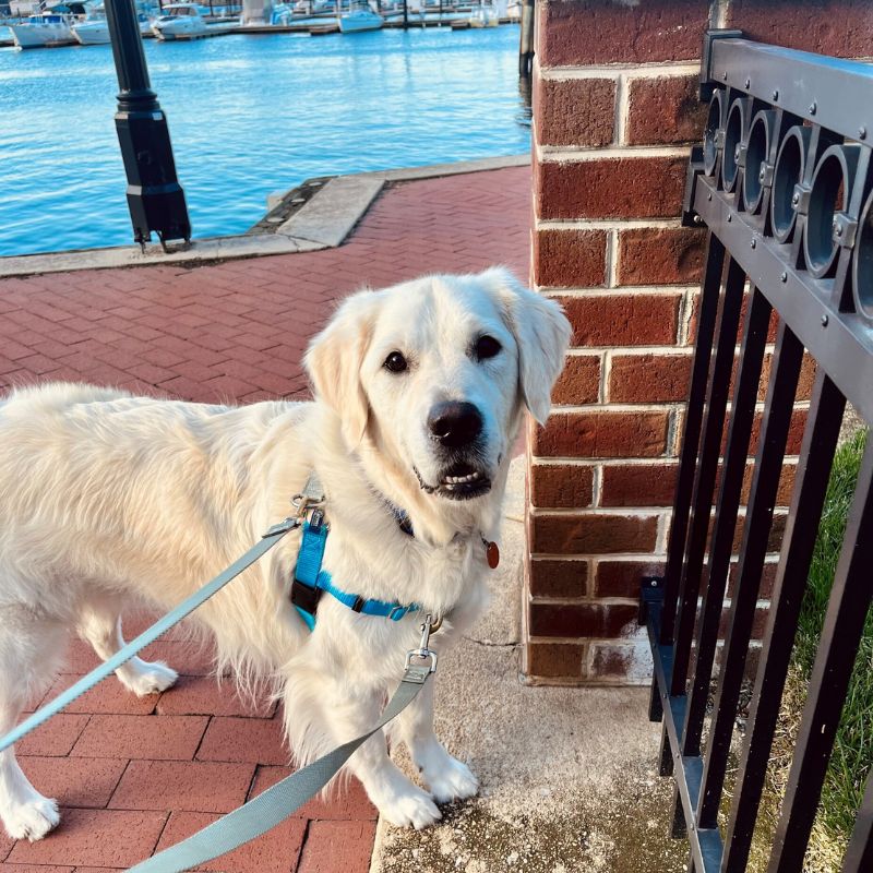 White dog on leash near a waterbody