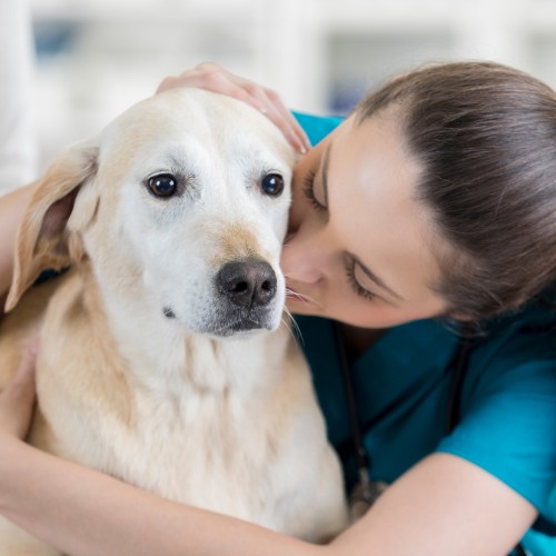 Vet staff sitting holding a dog
