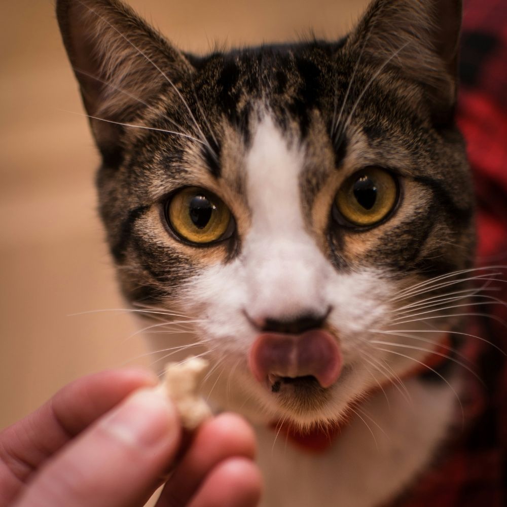 A person giving treat to a cat