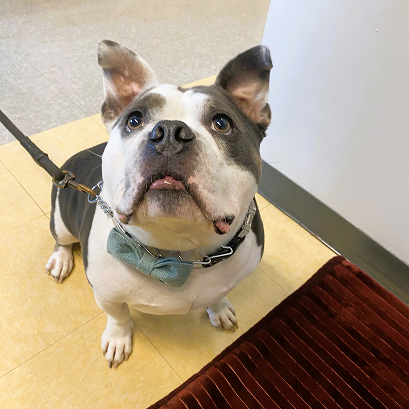 vet examining the teeth of a dog