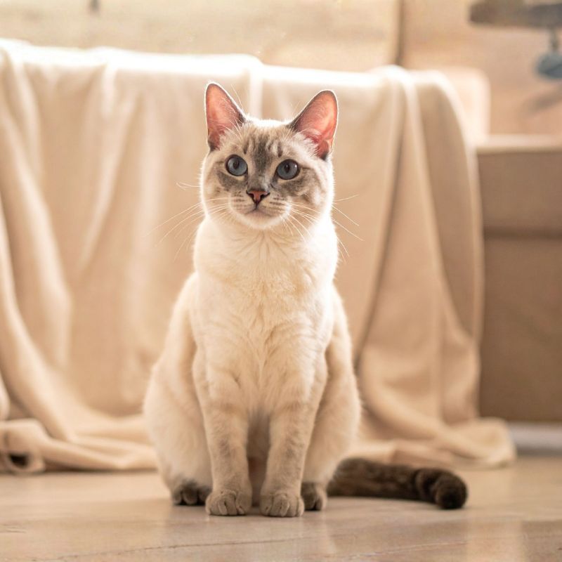 Special Promotions ime Cute cat sitting indoors